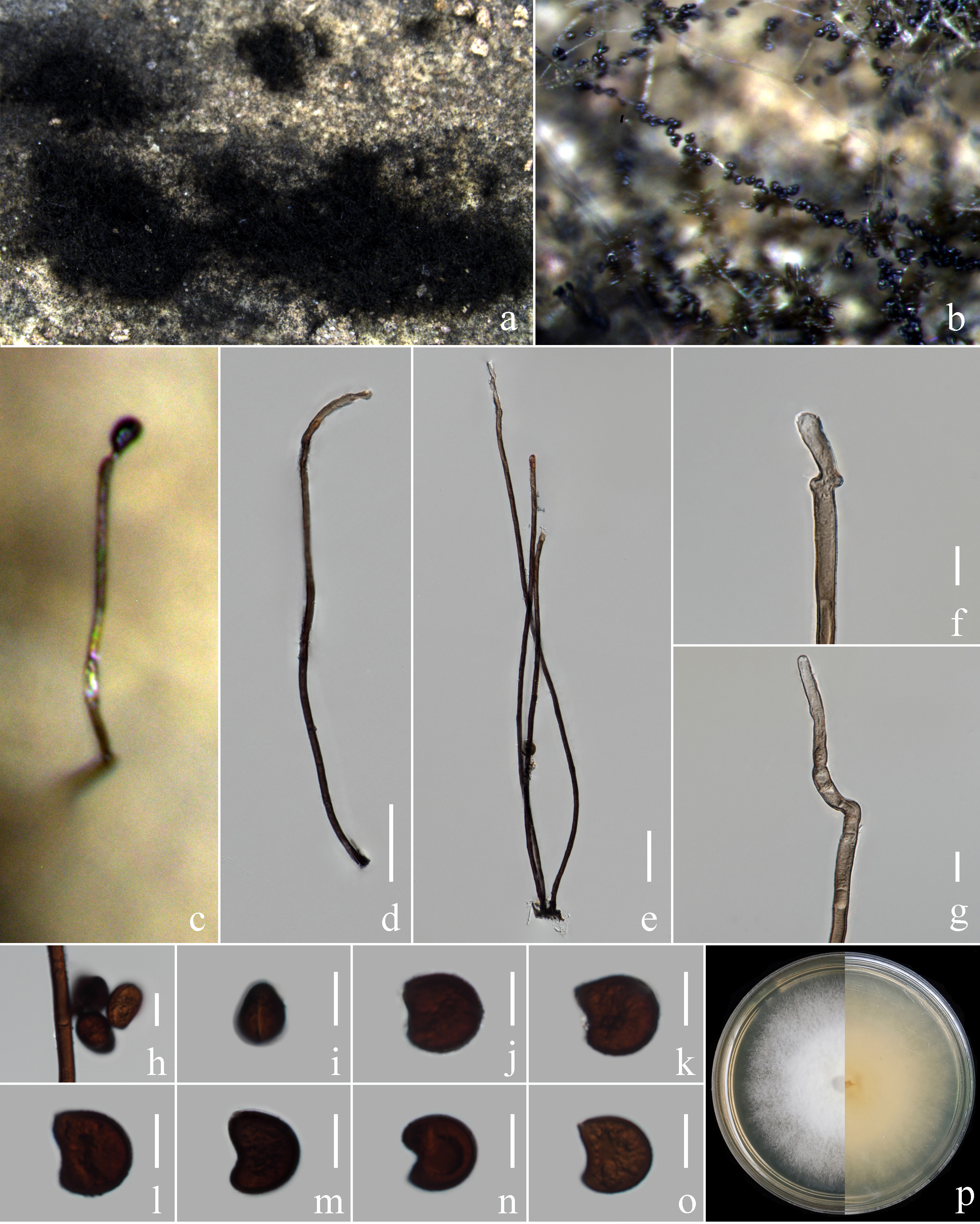 Figure 133